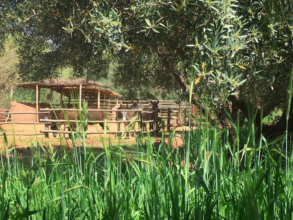 La Ferme Berbere Adult Only Acomodação com café da manhã El Harkat Exterior foto